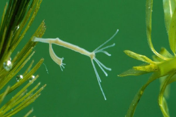 Замена hydra