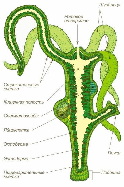 Каталог сайтов даркнет